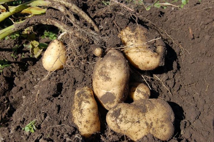 Когда копать картофель, или Как определить, что картошка уже созрела